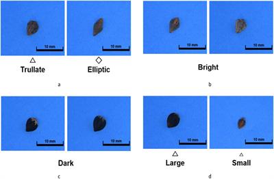 Seed traits inheritance in Fagopyrum esculentum Moench. based on image analysis method